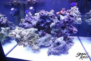 Coralline Algae Growth Progression 1/3