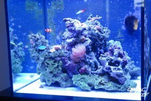 Coralline Algae Growth Progress 2/3