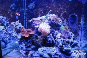 Coralline Algae Growth Progress 3/3